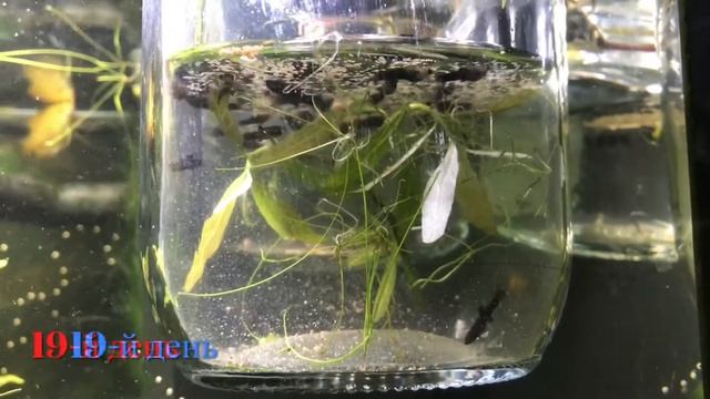 Выращивание мальков моллинезии в банке