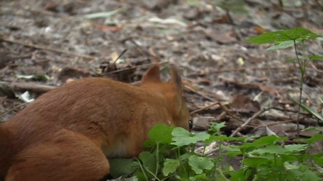 С белками в Нескучном саду смотреть онлайн