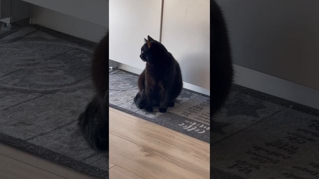 Милота кот, животные