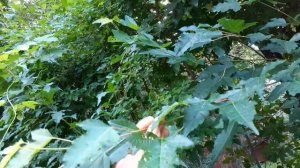 Клен гиннала, лето. Небольшой обзор.