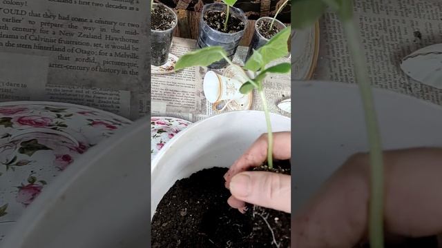 Огурцы на подоконнике. ??? смотреть онлайн