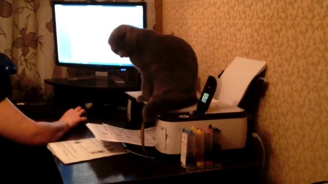 Шотландская вислоухая кошка Буся смотреть онлайн