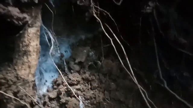 SUPER BLACK TARANTULA This is Real? смотреть онлайн