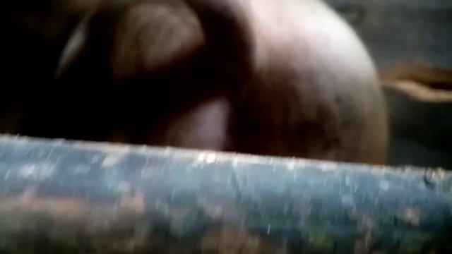 Свини как бизнес в РБ.. Самая большая и опять гуляет, не покрыта. Обзор. смотреть онлайн