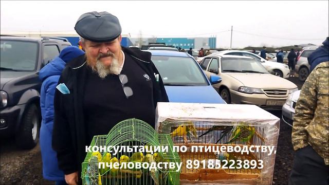 Выставка голубей и попугаев в Аксае 19 марта 2023. смотреть онлайн
