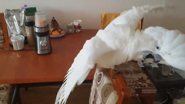 Попугай бесится!!!)))Попугай и миксер!!!))) смотреть онлайн