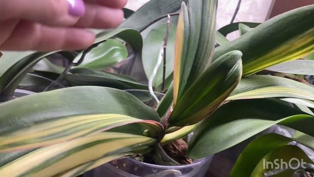 Что творят орхидеи?