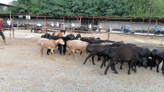 QO'QON OPTOM QO'Y BOZORI YANGI NARXLARI