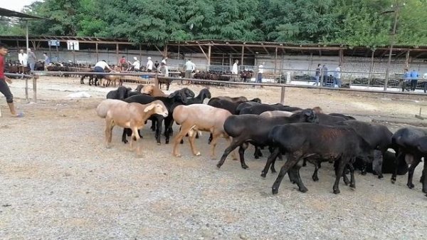 QO'QON OPTOM QO'Y BOZORI YANGI NARXLARI