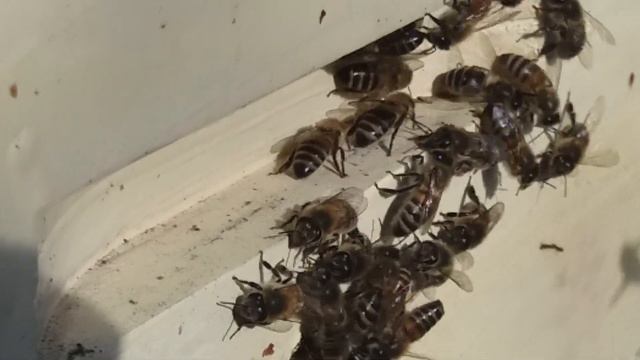 Итальянка ф2 и Бакфаст ИО, итальянка с трутнями В 12 Теплова. 3 марта 2019г. смотреть онлайн