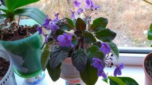 КОМНАТНЫЕ РАСТЕНИЯ ДЛЯ СЕВЕРНЫХ ОКОН. МОИ ТЕНЕВЫНОСЛИВЫЕ КОМНАТНЫЕ РАСТЕНИЯ