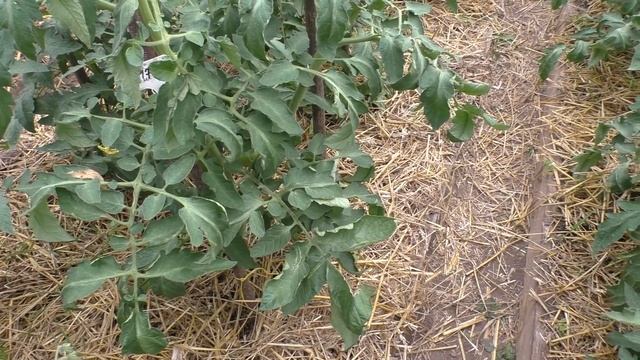 Томат ЭВОЛЮЦИЯ Что с томатами в теплице на конец июля