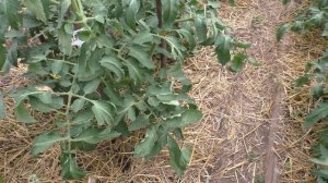 Томат ЭВОЛЮЦИЯ Что с томатами в теплице на конец июля