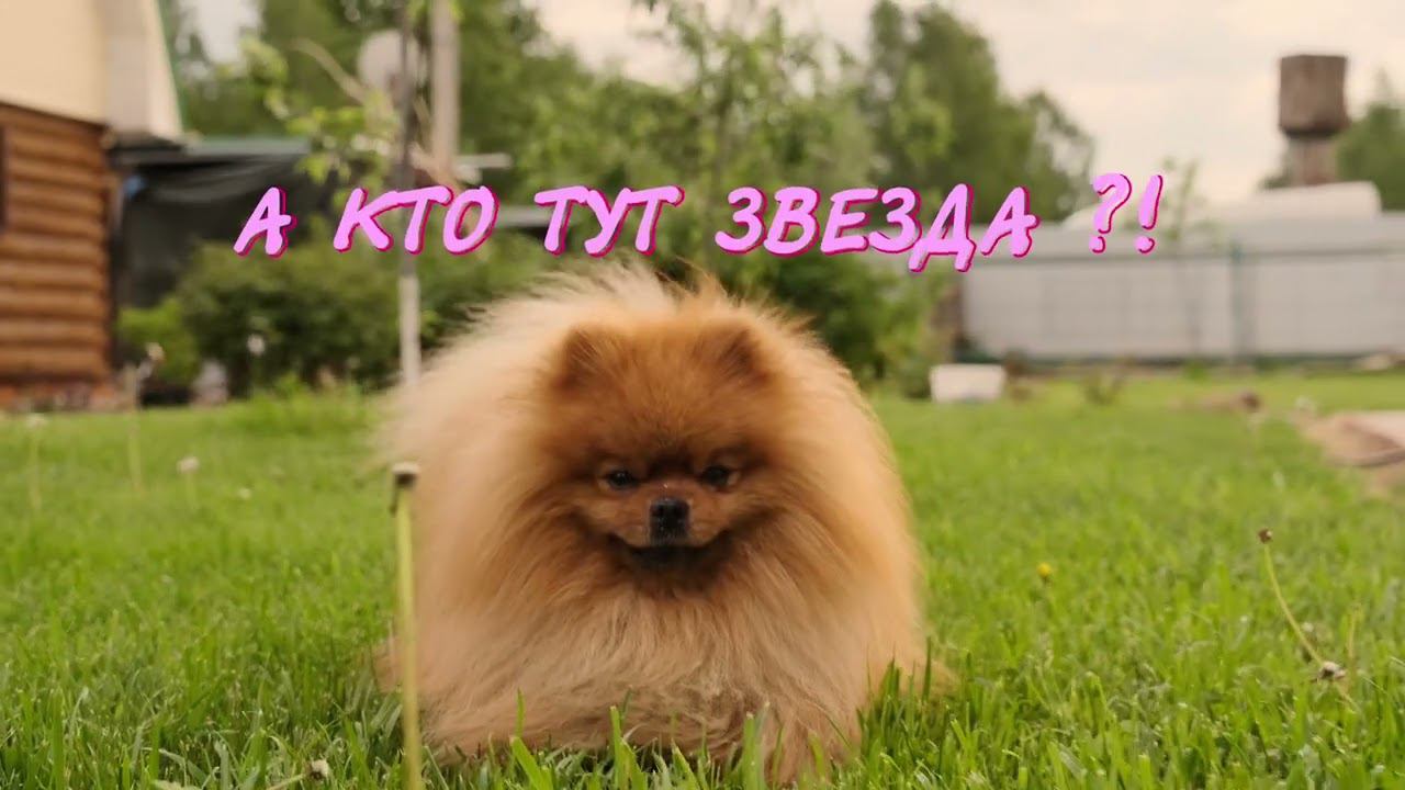 Догситтер Ярославль Догси