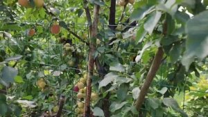 Плумкот — гибрид сливы и абрикоса. Будет ли плодоношение в Подмосковье? Обзор гибрида.