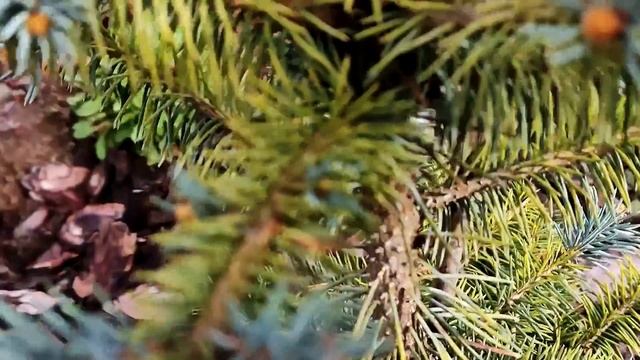 Приросты на хвойных. Обзор сада 30.04.23 смотреть онлайн