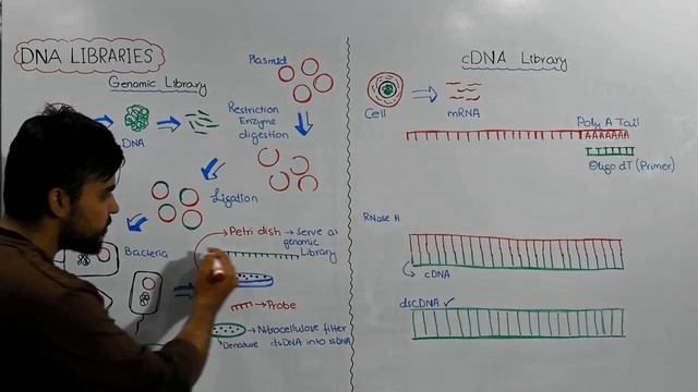 DNA Libraries | Genomic and cDNA Library | Video 4 смотреть онлайн