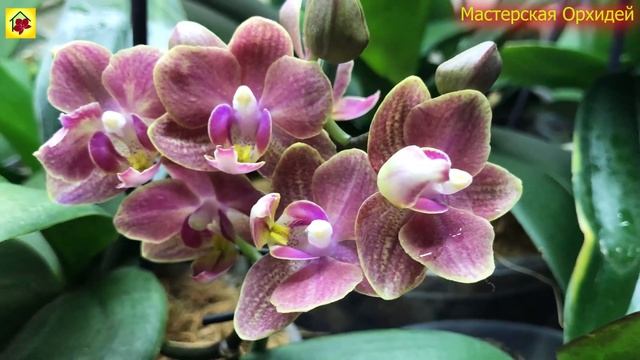 САМАЯ АРОМАТНАЯ ОРХИДЕЯ в моей коллекции! Аромат завораживает! Обзор моей коллекции зимой смотреть онлайн