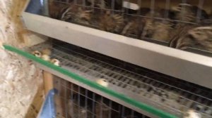 Сколько корма съедает перепелка в сутки. Расход комбикорма ДК-52 на одного перепела в день.