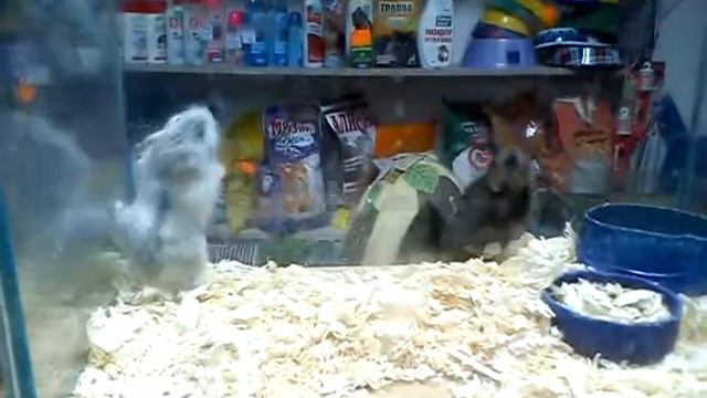 бешеный или пьяный хомячек !:)) смотреть онлайн