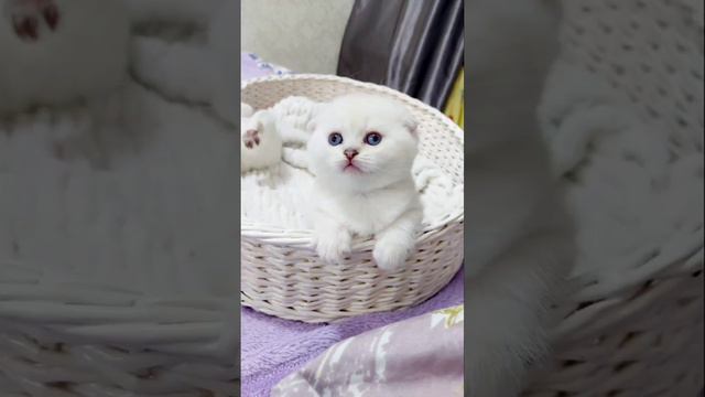 #Шотландская вислоухая #красивые котята #бедные котята # голубоглазые котята белоснежный ангел смотреть онлайн
