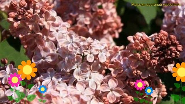 Сирень обыкновенная Мулатка. Краткий обзор, описание характеристик syringa vulgaris Mulatka смотреть онлайн