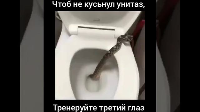 змея из унитаза смотреть онлайн