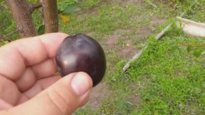 Слива сорт средний Ненька. Дегустация