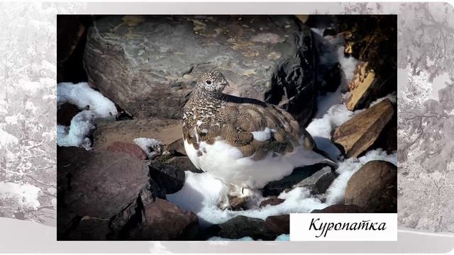 Сладков Н. Курорт "Сосулька" смотреть онлайн