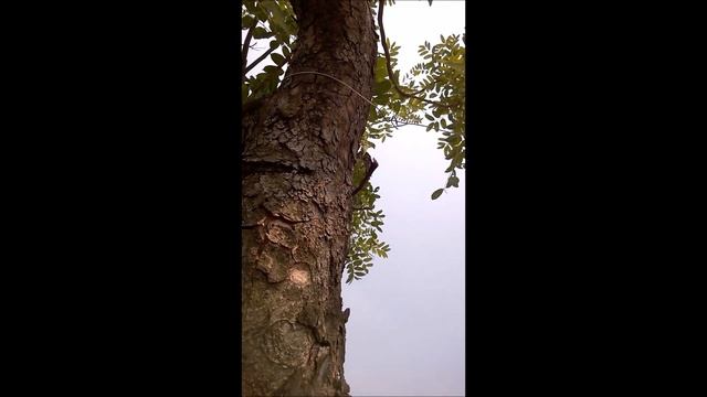Богомол в Байюньшане, Гуанчжоу смотреть онлайн