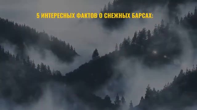 Снежный барс вновь попал на фотоловушку в нацпарке Алтын Эмель смотреть онлайн