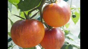 СУПЕР СОРТ Clémentine Bleue (Clementina Blue, Клементина блу) Антоциан 3.7 кг с куста