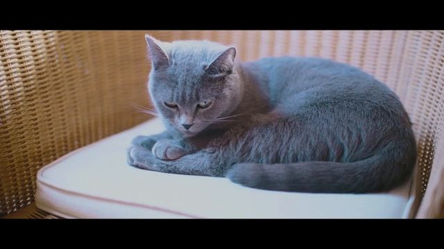 JVC GY LS300 JLog 1 Color Grading смотреть онлайн