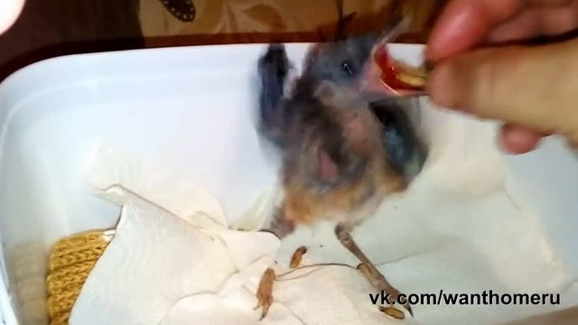 15.06.2017. Птенец сойки. Выкармливание. смотреть онлайн