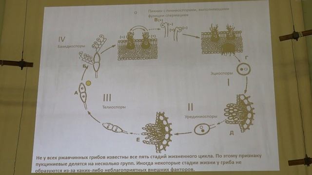 Кураков А. В. - Низшие растения - Отдел Basidiomycota