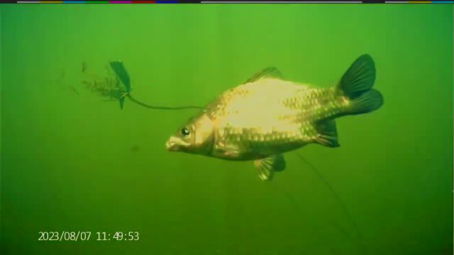 Поклёвка КАРАСЯ под водой на мякоть хлеба (прижим) смотреть онлайн