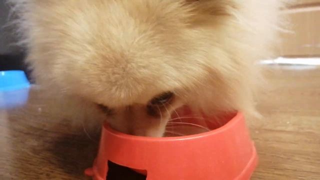 КОКОС И МОЛОКО / COCONUT AND MILK смотреть онлайн