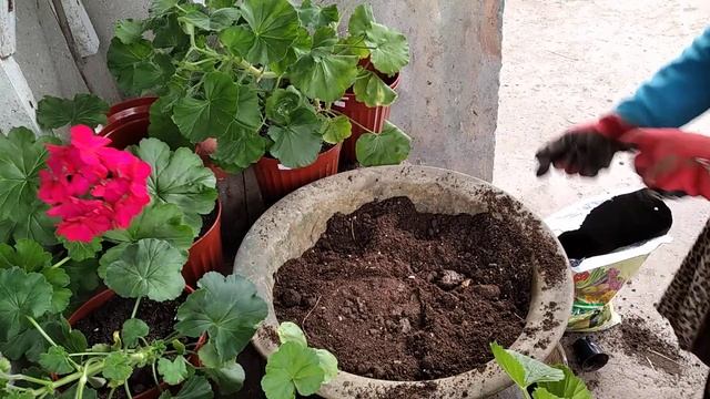 пересаживаем пеларгонии.готовим грунт смотреть онлайн