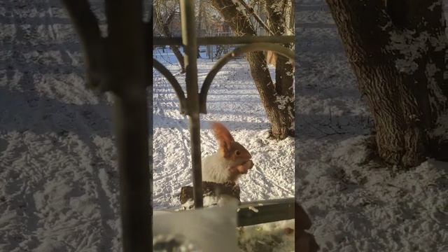 Белка словно из сказки Пушкина. смотреть онлайн