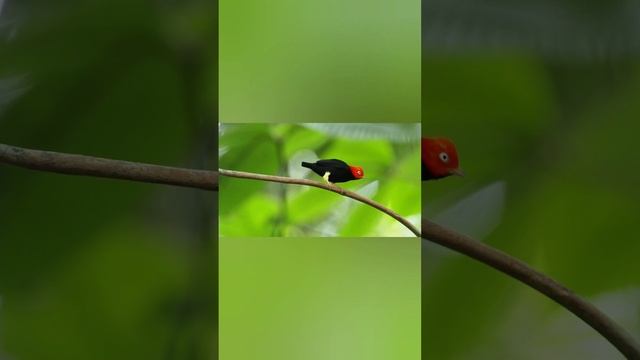 MANAKİN KUŞUNUN MOONWALK DANSI. #short #shorts #hayvan #animal #animals #böcek #bird #ayı #manakin смотреть онлайн