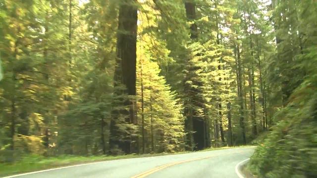 Redwood. Секвойи (2084sp) смотреть онлайн