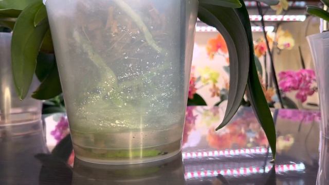 Орхидей Биг липы в полном роспуске методы ухода за ними смотреть онлайн