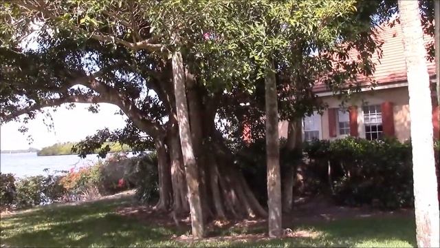 Ficus aurea Florida Strangler Fig смотреть онлайн