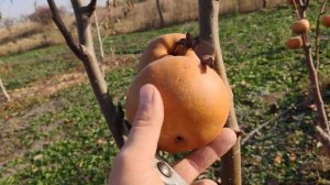 Азиатская груша Хосу persikovod.com