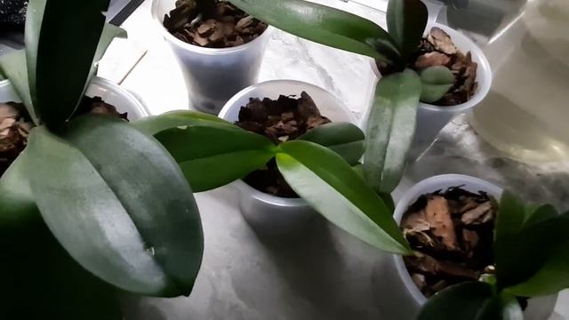 Орхидеи. Обработка 3. Мученистый червец. Актара. смотреть онлайн