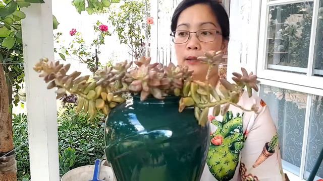LEAF PROPAGATION REPOTTING SEDUM BRONZE DELIGHT FULL SUN 😎 PAANO ALAGAAN смотреть онлайн