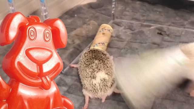 У Стасика родились ёжики. Желейный медведь такого ещё не видел.