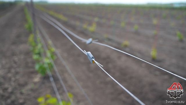 Шпалера от Творницы смотреть онлайн