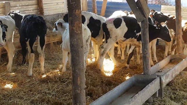 01.03.2020 бычки великолепные смотреть онлайн
