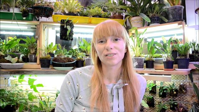 Обзор рода Dracula смотреть онлайн